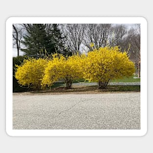 Forsythia Sticker